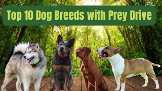 🔥Top 10 Pup Predators Unleashed! 🐶 Discover The Canine Kingdom's Most Instinctive Breeds!🦴