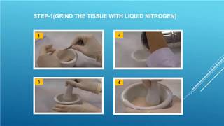 Tissue lysate preparation