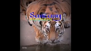 Sancang || Story wa lagu sunda