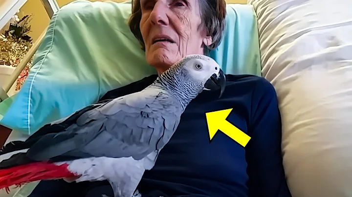 Dying Woman Says Final Goodbye To Her Parrot, But The Parrot's Reaction Will Make You Cry! - DayDayNews