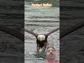 SUPER FAST ATTACK!”#EagleReflex #EagleAttack #FastReflexes #BirdOfPrey #WildlifeAction #EagleHunt
