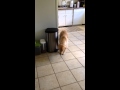 Guilty Golden Retriever