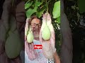 papo