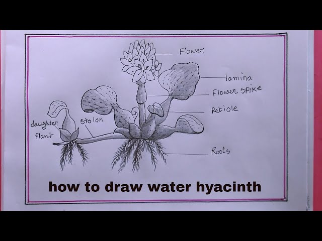 Eichhornia crassipes (water hyacinth) | CABI Compendium