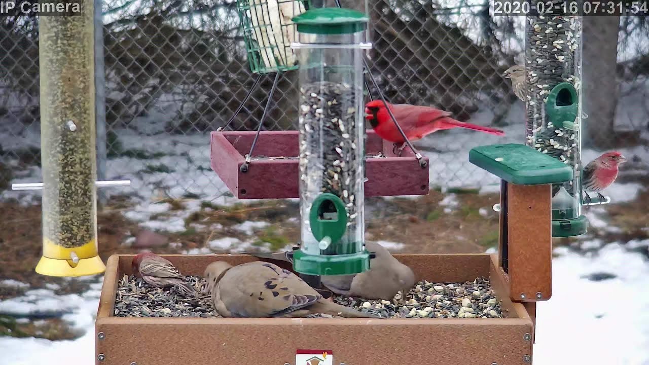 Liverpool Feederwatch Live Stream Youtube