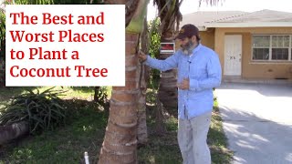 The Best and Worst Places To Plant a Coconut Tree