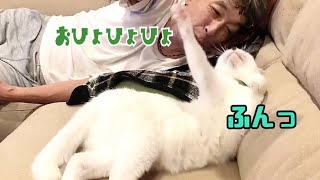 オジサンと白猫が今日も激しくジャレついてます！