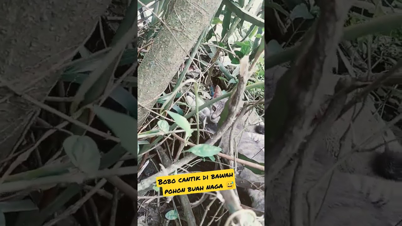 tiwi dan timj lagi capek, rebahan aja deh 😅 