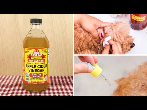 Vidéo: Vinaigre de cidre de pomme pour la santé canine