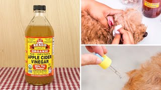 5 Ways Apple Cider Vinegar Can Help Your Dog