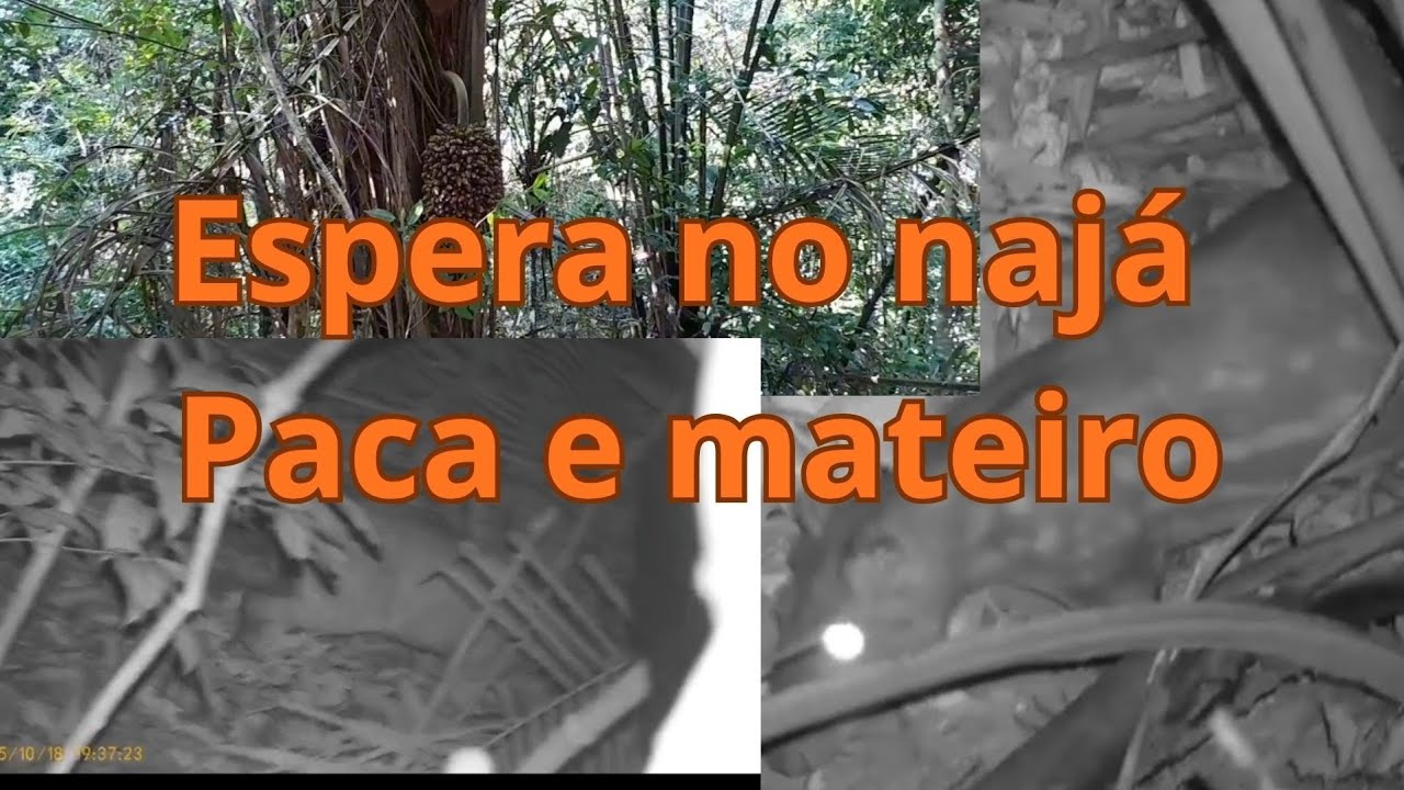 Fui fazer espera de animais no coco najá,  vejam como foi esta aventura 