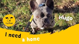 Hugo the foodloving French Bulldog | Dogs Trust Salisbury