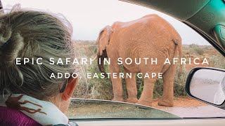 First Time Safari In Addo Elephant National Park | Minimoon Ep.4