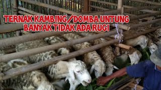 Ternak Kambingdomba Untung Banyak Tidak Ada Rugi