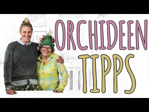 Video: Sollen Orchideen von oben oder unten gegossen werden?