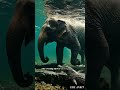 This Baby Elephant Fell Into a River Full of Crocodiles...What Happened Next Is Unbelievable #shorts