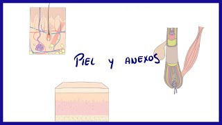 ANATOMIA |  Piel y anexos (folículo piloso, uñas y glándulas) | BLASTO