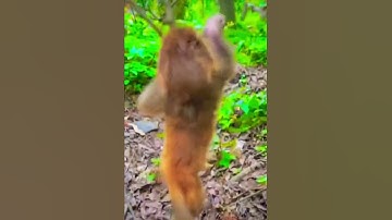 Baby monkey learns to climb a tree.