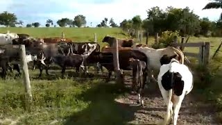 Porque as vacas prenhas escurecem?