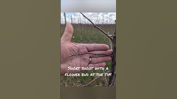 The power of dwarfing rootstock on apple tree production.  It