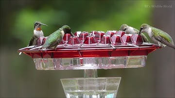 Lil Sweety Hummingbird Feeder - Cranberry Color