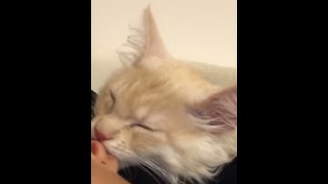 Cat Has A Weird Habit Of Chewing On Dad
