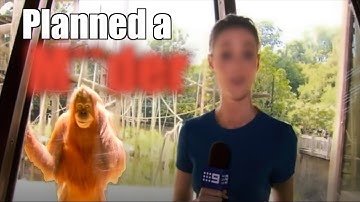 The Potentially Terrifying Intelligence of the Orangutan