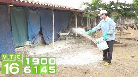 Lưu ý khi sử dụng vôi sát trùng chuồng gà | VTC16