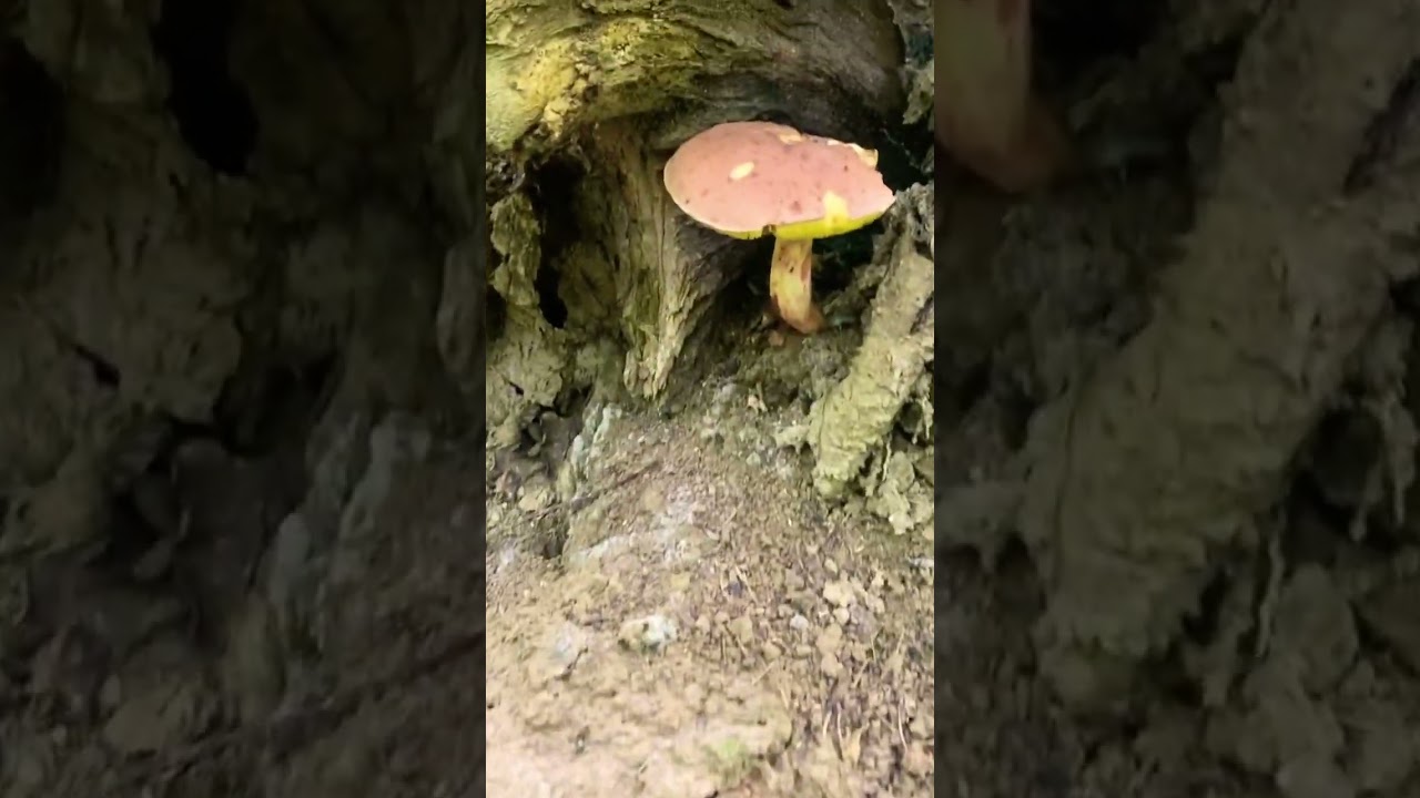 Валим лес, собираем грибы!) вместе с МилМарк!) 