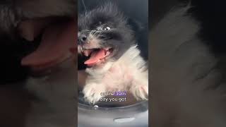 Sokakta Yeni Doğmuş Bir Köpek Yavrusunun Hikayesi