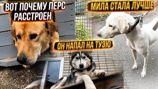 Как проходит воспитание Милы. Хася напал на Тузика, а тот на Малыша🤦‍♀️ Перс разочаровался.