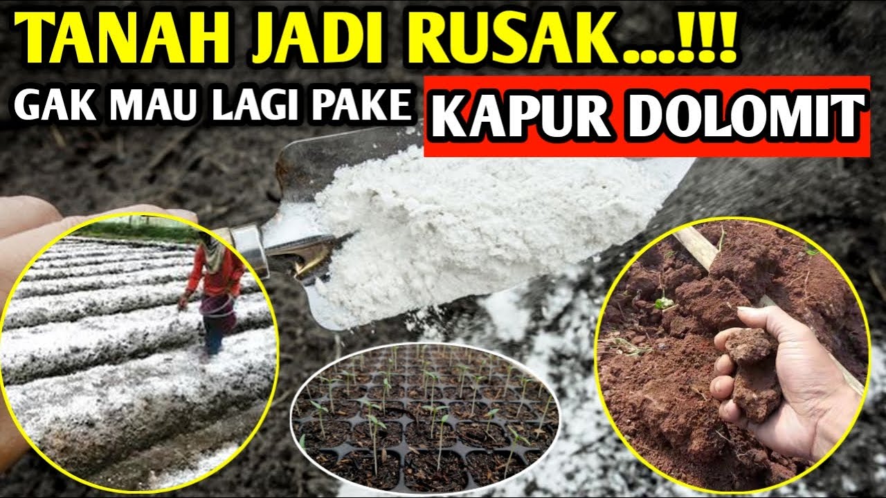 🔴 TANAH JADI RUSAK & PADAT...!!! GAK MAU LAGI PAKE KAPUR DOLOMIT...!!! 