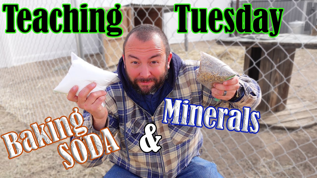 Do Your Goats Need Them? Baking Soda And Goat Minerals? Teaching Tuesday