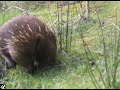 Echidna train, quolls, possums, wallabies and cheeky scarlet robin