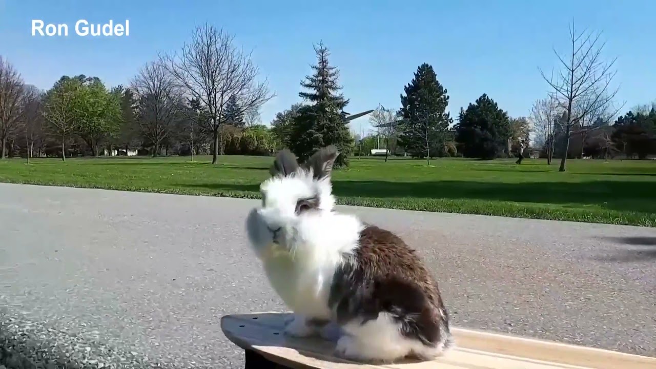 slijtage Archaïsch Roei uit Cookie the rabbit shows off skateboarding skills - YouTube