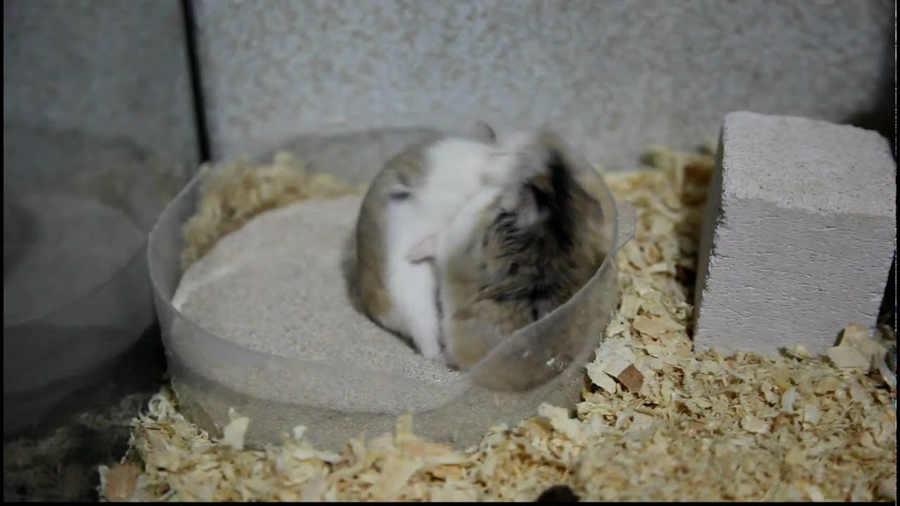 Roborovski hamsters fighting