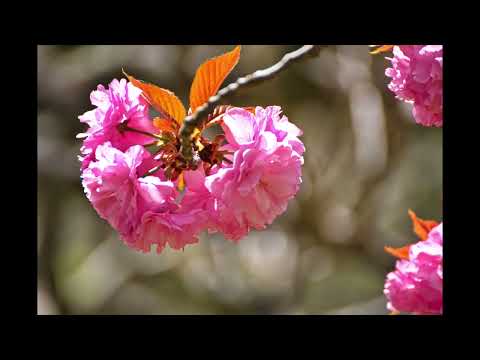 感激を求めて　静峰(しずみね)ふるさと公園の八重桜 -五分咲き-　4月19日　茨城県那珂市