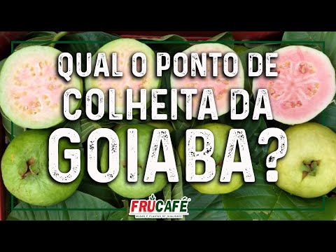 Vídeo: Temporada de colheita de goiaba: aprenda quando e como colher goiaba