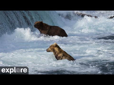 Brooks Falls Brown Bears Low powered by  EXPLORE.org