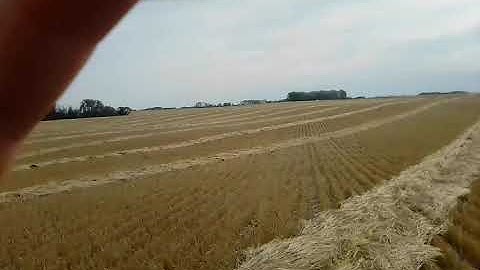 Moving Trees Phenomena - part 2