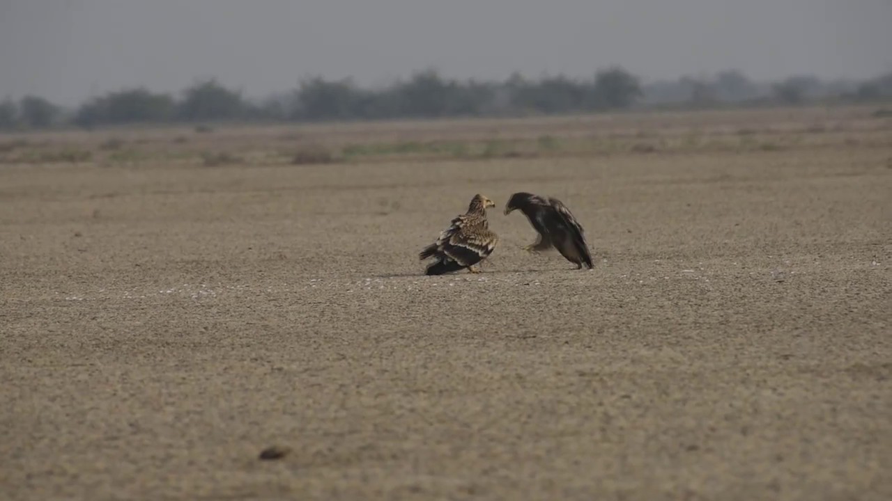 imperial eagle and steppe eagle quarelling near kill of common crane