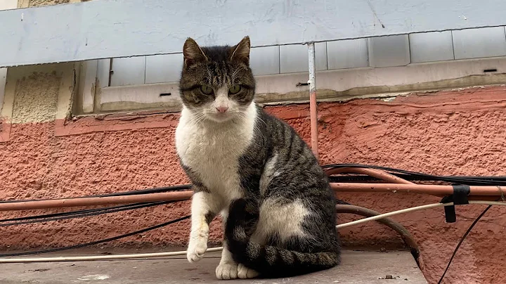 Watch the video about Cute Cat with angry face. I gave him food. 😂🥰