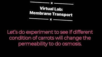 Virtual Lab 1: Membrane Transport