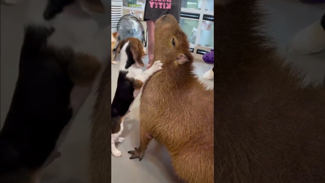 Best animal friends videos