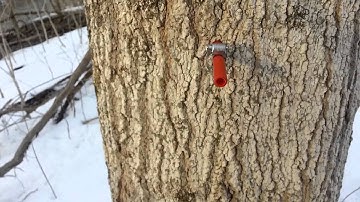 Maple syrup Pt. 2 drilling tree