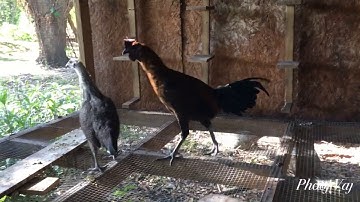 Pair Qaib Hmoob - 5/4/2018