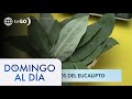 Los beneficios del eucalipto | Domingo al Día