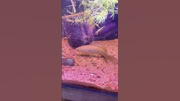 Ghép cặp sinh sản lóc tiểu hoàng đế #fishing #channastewartii #ghepcaploc