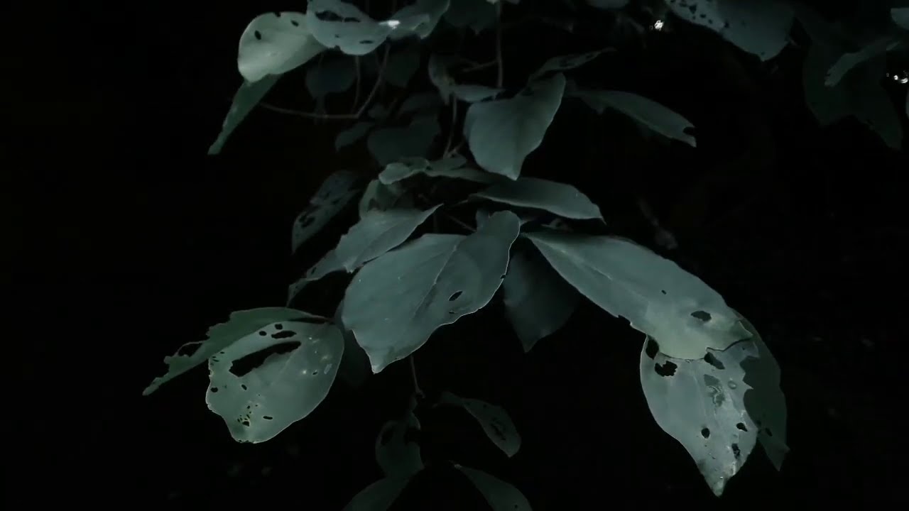 Royalty Free Nature Video clips Footage