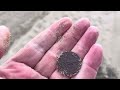 Beach metal detecting at a Los Angeles Beach ￼￼